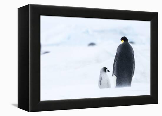 Snow Hill Island, Antarctica. Emperor penguin parent out for a walk with tiny chick.-Dee Ann Pederson-Framed Premier Image Canvas