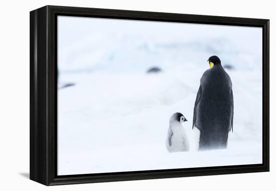 Snow Hill Island, Antarctica. Emperor penguin parent out for a walk with tiny chick.-Dee Ann Pederson-Framed Premier Image Canvas