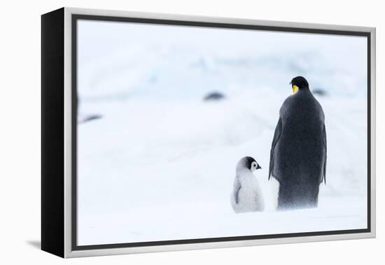 Snow Hill Island, Antarctica. Emperor penguin parent out for a walk with tiny chick.-Dee Ann Pederson-Framed Premier Image Canvas