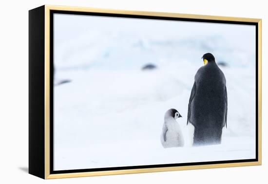 Snow Hill Island, Antarctica. Emperor penguin parent out for a walk with tiny chick.-Dee Ann Pederson-Framed Premier Image Canvas