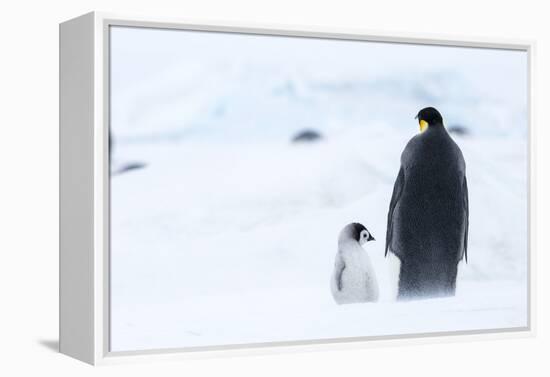 Snow Hill Island, Antarctica. Emperor penguin parent out for a walk with tiny chick.-Dee Ann Pederson-Framed Premier Image Canvas