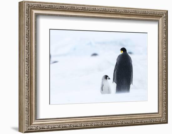 Snow Hill Island, Antarctica. Emperor penguin parent out for a walk with tiny chick.-Dee Ann Pederson-Framed Photographic Print