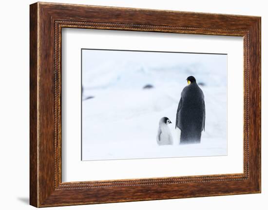 Snow Hill Island, Antarctica. Emperor penguin parent out for a walk with tiny chick.-Dee Ann Pederson-Framed Photographic Print