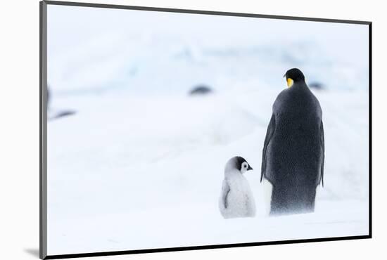 Snow Hill Island, Antarctica. Emperor penguin parent out for a walk with tiny chick.-Dee Ann Pederson-Mounted Photographic Print