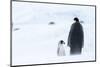 Snow Hill Island, Antarctica. Emperor penguin parent out for a walk with tiny chick.-Dee Ann Pederson-Mounted Photographic Print