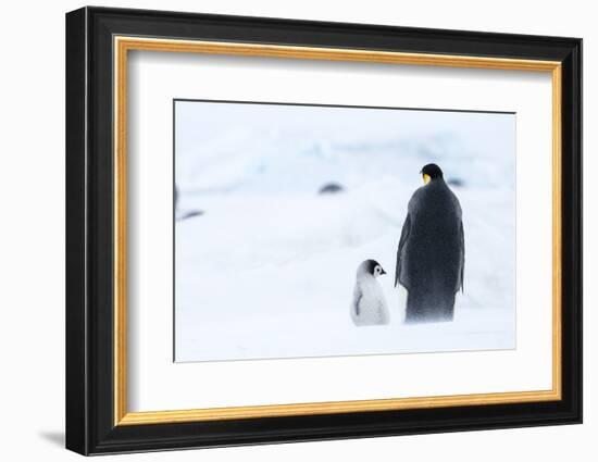 Snow Hill Island, Antarctica. Emperor penguin parent out for a walk with tiny chick.-Dee Ann Pederson-Framed Photographic Print