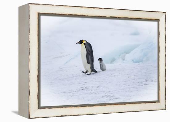 Snow Hill Island, Antarctica. Emperor penguin parent out for a walk with tiny chick.-Dee Ann Pederson-Framed Premier Image Canvas