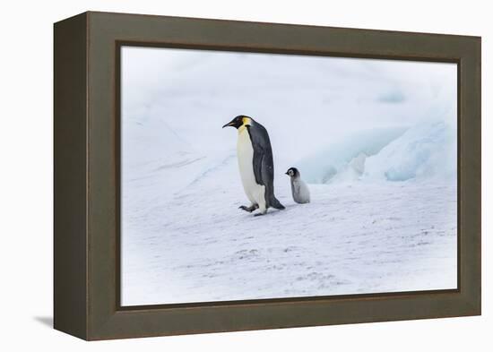 Snow Hill Island, Antarctica. Emperor penguin parent out for a walk with tiny chick.-Dee Ann Pederson-Framed Premier Image Canvas