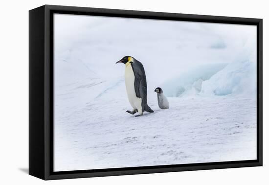 Snow Hill Island, Antarctica. Emperor penguin parent out for a walk with tiny chick.-Dee Ann Pederson-Framed Premier Image Canvas