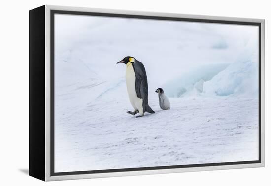 Snow Hill Island, Antarctica. Emperor penguin parent out for a walk with tiny chick.-Dee Ann Pederson-Framed Premier Image Canvas