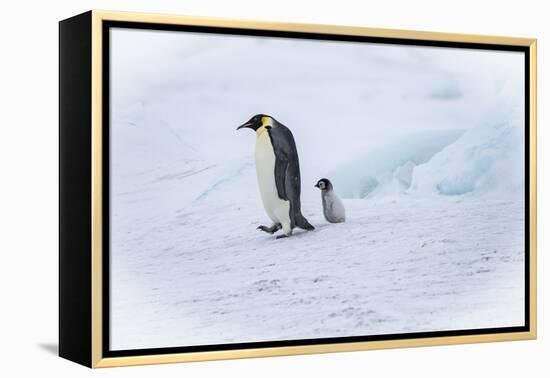 Snow Hill Island, Antarctica. Emperor penguin parent out for a walk with tiny chick.-Dee Ann Pederson-Framed Premier Image Canvas