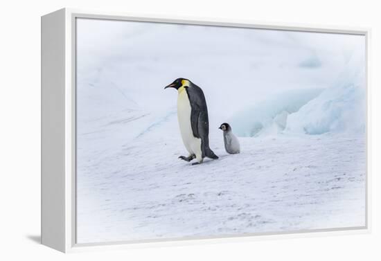 Snow Hill Island, Antarctica. Emperor penguin parent out for a walk with tiny chick.-Dee Ann Pederson-Framed Premier Image Canvas