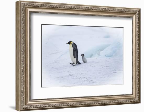 Snow Hill Island, Antarctica. Emperor penguin parent out for a walk with tiny chick.-Dee Ann Pederson-Framed Photographic Print