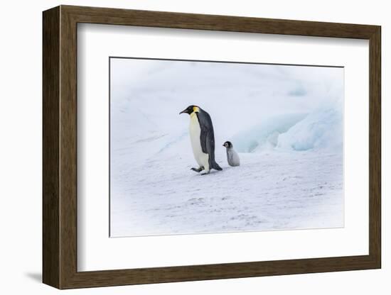 Snow Hill Island, Antarctica. Emperor penguin parent out for a walk with tiny chick.-Dee Ann Pederson-Framed Photographic Print