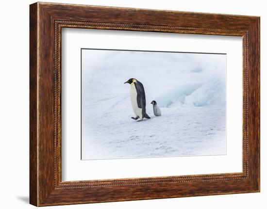 Snow Hill Island, Antarctica. Emperor penguin parent out for a walk with tiny chick.-Dee Ann Pederson-Framed Photographic Print