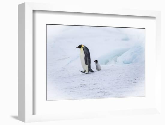 Snow Hill Island, Antarctica. Emperor penguin parent out for a walk with tiny chick.-Dee Ann Pederson-Framed Photographic Print