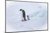 Snow Hill Island, Antarctica. Emperor penguin parent out for a walk with tiny chick.-Dee Ann Pederson-Mounted Photographic Print