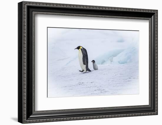 Snow Hill Island, Antarctica. Emperor penguin parent out for a walk with tiny chick.-Dee Ann Pederson-Framed Photographic Print