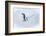 Snow Hill Island, Antarctica. Emperor penguin parent out for a walk with tiny chick.-Dee Ann Pederson-Framed Photographic Print