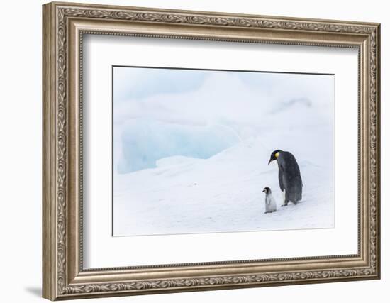 Snow Hill Island, Antarctica. Emperor penguin parent out for a walk with tiny chick.-Dee Ann Pederson-Framed Photographic Print