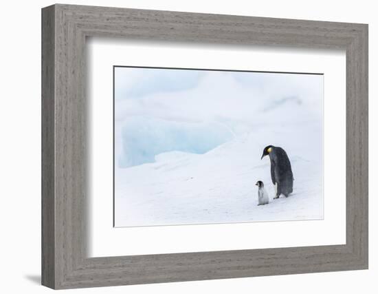 Snow Hill Island, Antarctica. Emperor penguin parent out for a walk with tiny chick.-Dee Ann Pederson-Framed Photographic Print