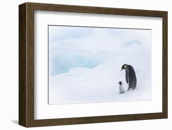 Snow Hill Island, Antarctica. Emperor penguin parent out for a walk with tiny chick.-Dee Ann Pederson-Framed Photographic Print