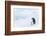 Snow Hill Island, Antarctica. Emperor penguin parent out for a walk with tiny chick.-Dee Ann Pederson-Framed Photographic Print