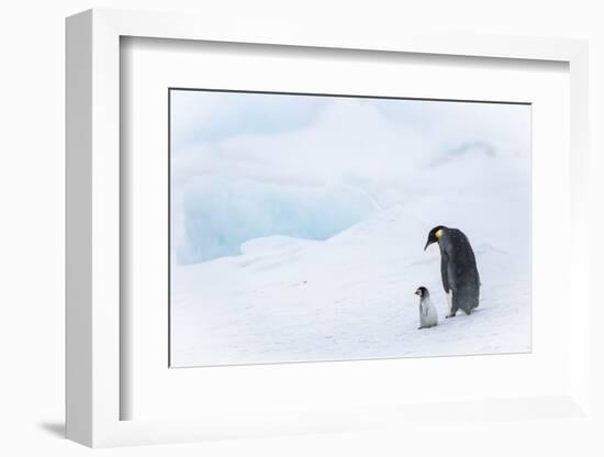 Snow Hill Island, Antarctica. Emperor penguin parent out for a walk with tiny chick.-Dee Ann Pederson-Framed Photographic Print