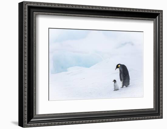 Snow Hill Island, Antarctica. Emperor penguin parent out for a walk with tiny chick.-Dee Ann Pederson-Framed Photographic Print