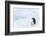 Snow Hill Island, Antarctica. Emperor penguin parent out for a walk with tiny chick.-Dee Ann Pederson-Framed Photographic Print