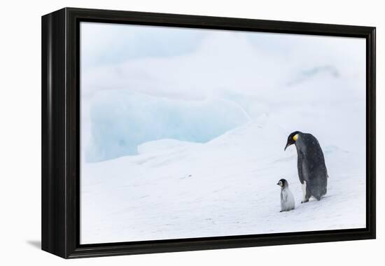 Snow Hill Island, Antarctica. Emperor penguin parent out for a walk with tiny chick.-Dee Ann Pederson-Framed Premier Image Canvas