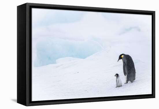 Snow Hill Island, Antarctica. Emperor penguin parent out for a walk with tiny chick.-Dee Ann Pederson-Framed Premier Image Canvas