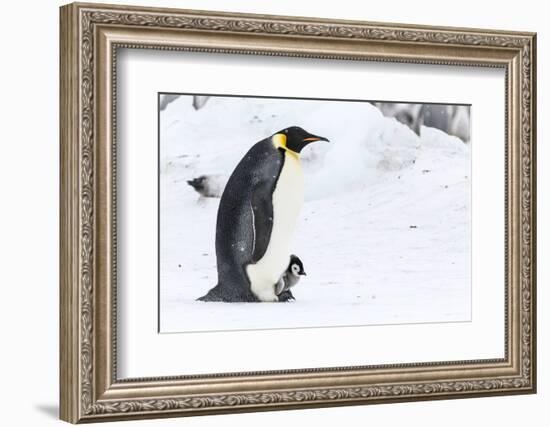 Snow Hill Island, Antarctica. Emperor penguin parent walking with chick on feet.-Dee Ann Pederson-Framed Photographic Print