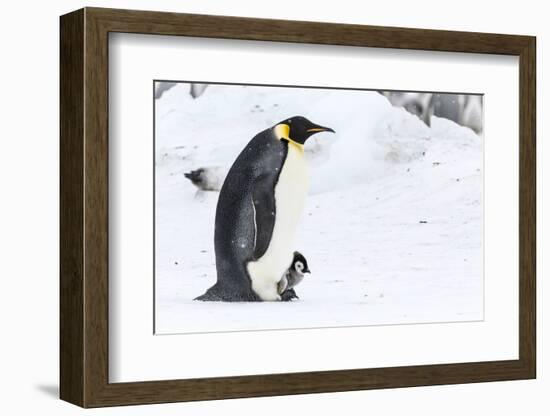 Snow Hill Island, Antarctica. Emperor penguin parent walking with chick on feet.-Dee Ann Pederson-Framed Photographic Print