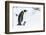 Snow Hill Island, Antarctica. Emperor penguin parent walking with chick on feet.-Dee Ann Pederson-Framed Photographic Print