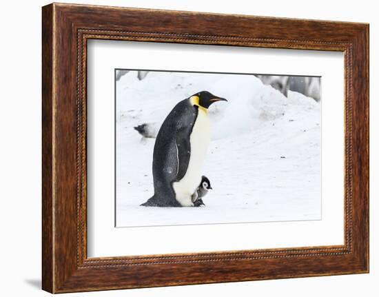 Snow Hill Island, Antarctica. Emperor penguin parent walking with chick on feet.-Dee Ann Pederson-Framed Photographic Print