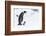 Snow Hill Island, Antarctica. Emperor penguin parent walking with chick on feet.-Dee Ann Pederson-Framed Photographic Print