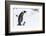 Snow Hill Island, Antarctica. Emperor penguin parent walking with chick on feet.-Dee Ann Pederson-Framed Photographic Print