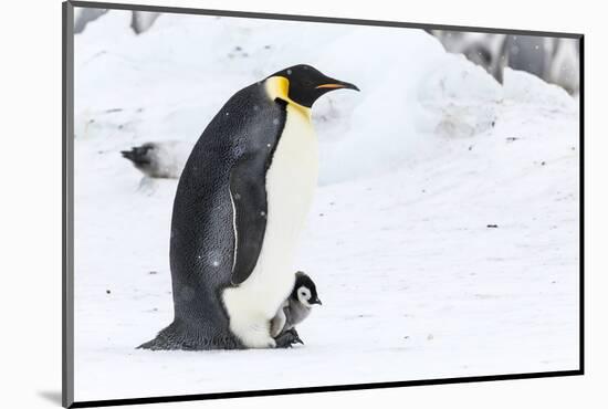 Snow Hill Island, Antarctica. Emperor penguin parent walking with chick on feet.-Dee Ann Pederson-Mounted Photographic Print