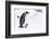 Snow Hill Island, Antarctica. Emperor penguin parent walking with chick on feet.-Dee Ann Pederson-Framed Photographic Print