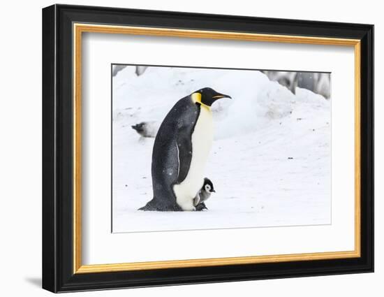 Snow Hill Island, Antarctica. Emperor penguin parent walking with chick on feet.-Dee Ann Pederson-Framed Photographic Print