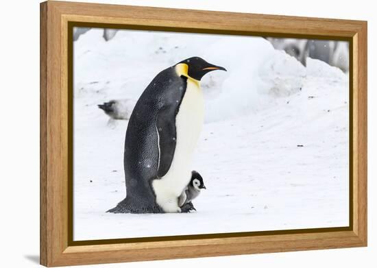 Snow Hill Island, Antarctica. Emperor penguin parent walking with chick on feet.-Dee Ann Pederson-Framed Premier Image Canvas