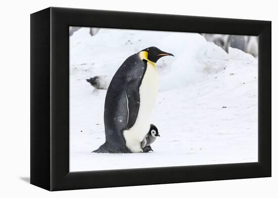 Snow Hill Island, Antarctica. Emperor penguin parent walking with chick on feet.-Dee Ann Pederson-Framed Premier Image Canvas