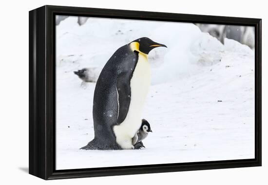 Snow Hill Island, Antarctica. Emperor penguin parent walking with chick on feet.-Dee Ann Pederson-Framed Premier Image Canvas