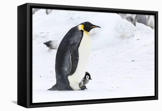 Snow Hill Island, Antarctica. Emperor penguin parent walking with chick on feet.-Dee Ann Pederson-Framed Premier Image Canvas