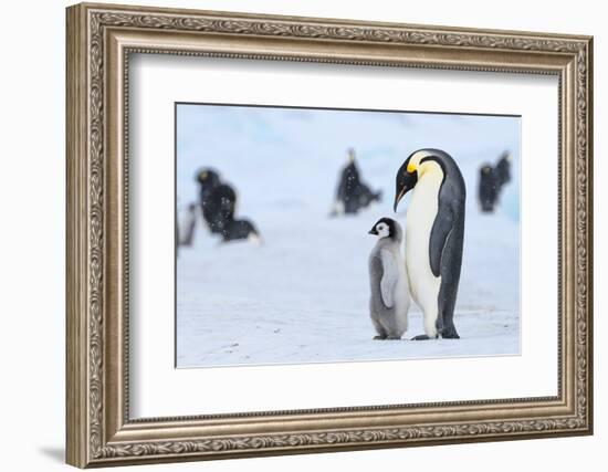 Snow Hill Island, Antarctica. Emperor penguin parent with juvenile.-Dee Ann Pederson-Framed Photographic Print