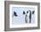 Snow Hill Island, Antarctica. Emperor penguin parent with juvenile.-Dee Ann Pederson-Framed Photographic Print