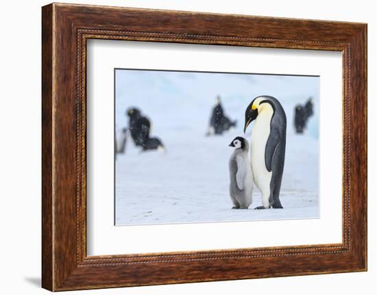 Snow Hill Island, Antarctica. Emperor penguin parent with juvenile.-Dee Ann Pederson-Framed Photographic Print