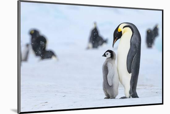 Snow Hill Island, Antarctica. Emperor penguin parent with juvenile.-Dee Ann Pederson-Mounted Photographic Print