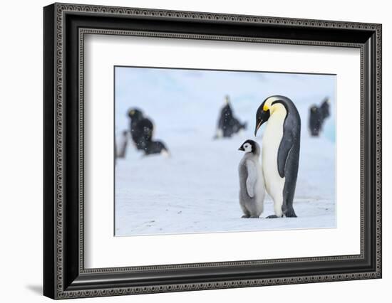 Snow Hill Island, Antarctica. Emperor penguin parent with juvenile.-Dee Ann Pederson-Framed Photographic Print